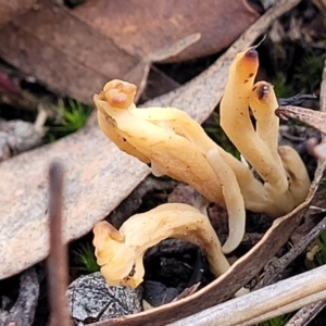 Clavulina vinaceocervina at Bruce, ACT - 6 Jul 2022