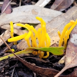 Clavulinopsis amoena at Bruce, ACT - 6 Jul 2022