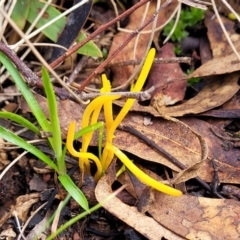 Clavulinopsis amoena at Bruce, ACT - 6 Jul 2022