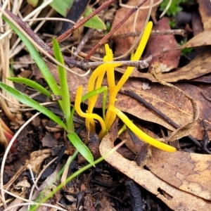 Clavulinopsis amoena at Bruce, ACT - 6 Jul 2022