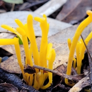 Clavulinopsis amoena at Bruce, ACT - 6 Jul 2022