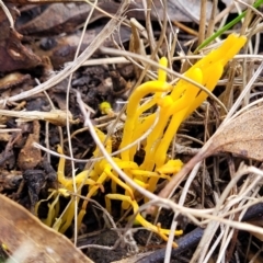 Clavulinopsis amoena at Bruce, ACT - 6 Jul 2022