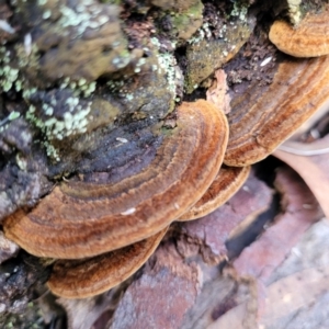 zz Polypore (shelf/hoof-like) at Bruce, ACT - 6 Jul 2022