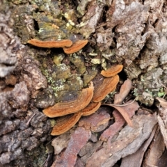 zz Polypore (shelf/hoof-like) at Bruce, ACT - 6 Jul 2022