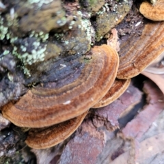 zz Polypore (shelf/hoof-like) at Bruce, ACT - 6 Jul 2022