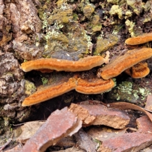 zz Polypore (shelf/hoof-like) at Bruce, ACT - 6 Jul 2022