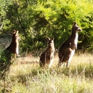 Macropus giganteus at Isaacs, ACT - 6 Jul 2022 03:34 PM