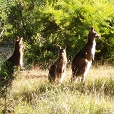 Macropus giganteus (Eastern Grey Kangaroo) at Isaacs, ACT - 6 Jul 2022 by Mike