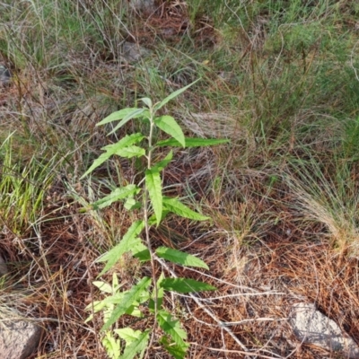 Olearia lirata (Snowy Daisybush) at Isaacs, ACT - 6 Jul 2022 by Mike