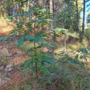 Acacia elata at Isaacs, ACT - 6 Jul 2022