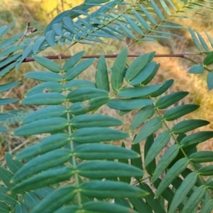 Acacia elata at Isaacs, ACT - 6 Jul 2022