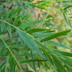 Acacia fimbriata (Fringed Wattle) at Isaacs, ACT - 6 Jul 2022 by Mike