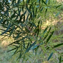 Acacia fimbriata at Isaacs, ACT - 6 Jul 2022 03:48 PM