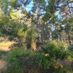 Acacia fimbriata at Isaacs, ACT - 6 Jul 2022