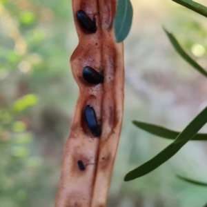 Acacia fimbriata at Isaacs, ACT - 6 Jul 2022