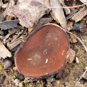 Aleuria sp. (genus) at Bruce, ACT - 6 Jul 2022