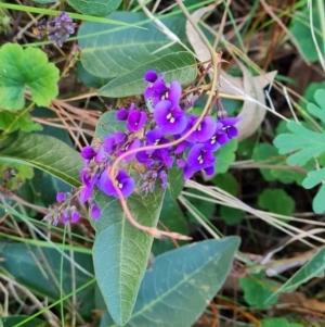 Hardenbergia violacea at Isaacs, ACT - 6 Jul 2022