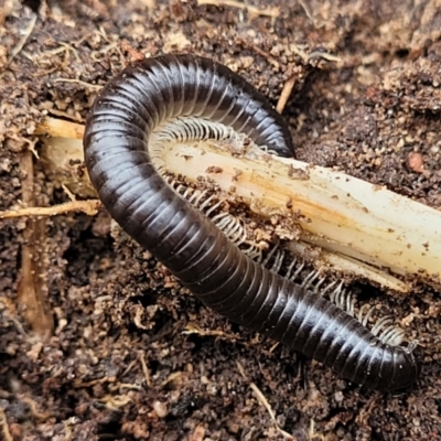 Ommatoiulus moreleti (Portuguese Millipede) at Bruce, ACT - 6 Jul 2022 by trevorpreston