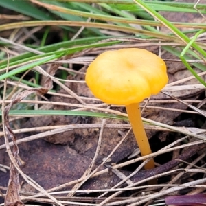 Hygrocybe sp. at Bruce, ACT - 6 Jul 2022 03:02 PM