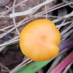 Hygrocybe sp. at Bruce, ACT - 6 Jul 2022 03:02 PM