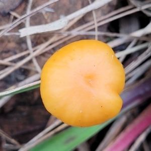 Hygrocybe sp. at Bruce, ACT - 6 Jul 2022 03:02 PM