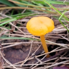 Hygrocybe sp. at Bruce, ACT - 6 Jul 2022 03:02 PM