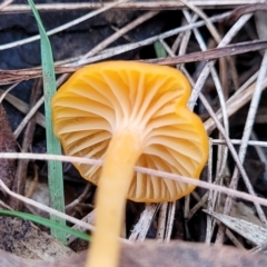 Hygrocybe sp. at Bruce, ACT - 6 Jul 2022 03:02 PM