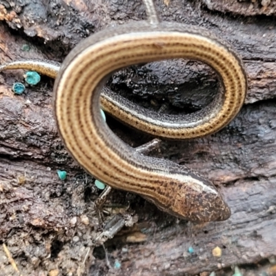 Hemiergis talbingoensis (Three-toed Skink) at Flea Bog Flat, Bruce - 6 Jul 2022 by trevorpreston