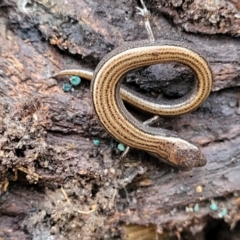 Hemiergis talbingoensis at Bruce, ACT - 6 Jul 2022