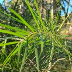 Acacia floribunda (White Sally Wattle, Gossamer Wattle) at Isaacs, ACT - 6 Jul 2022 by Mike