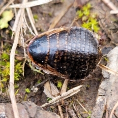 Calolampra sp. (genus) (Bark cockroach) at Flea Bog Flat, Bruce - 6 Jul 2022 by trevorpreston