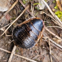 Calolampra sp. (genus) at Bruce, ACT - 6 Jul 2022