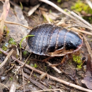 Calolampra sp. (genus) at Bruce, ACT - 6 Jul 2022