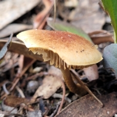 Unidentified Cap on a stem; gills below cap [mushrooms or mushroom-like] at Bruce, ACT - 6 Jul 2022 by trevorpreston