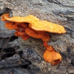 Trametes coccinea at Bruce, ACT - 6 Jul 2022