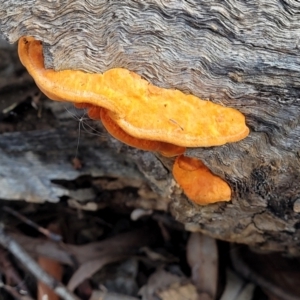 Trametes coccinea at Bruce, ACT - 6 Jul 2022 03:27 PM