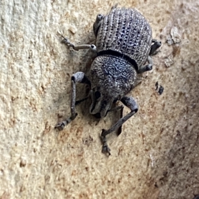 Polyphrades paganus (A weevil) at Kowen, ACT - 6 Jul 2022 by Steve_Bok