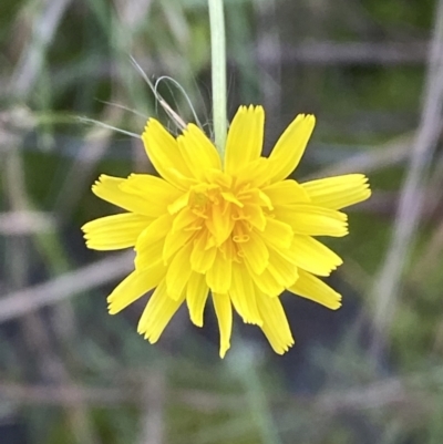 Crepis capillaris (Smooth Hawksbeard) at Kowen, ACT - 6 Jul 2022 by Steve_Bok