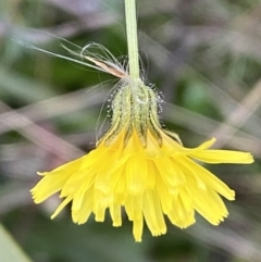 Crepis capillaris at Kowen, ACT - 6 Jul 2022