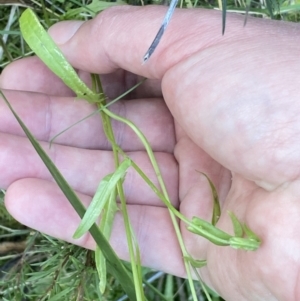 Crepis capillaris at Kowen, ACT - 6 Jul 2022