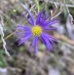 Brachyscome rigidula (Hairy Cut-leaf Daisy) at Kowen, ACT - 6 Jul 2022 by SteveBorkowskis