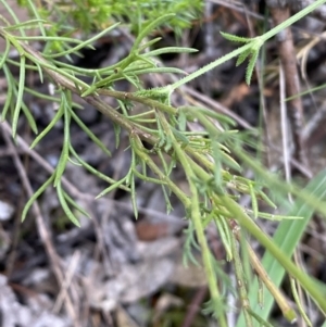 Brachyscome rigidula at Kowen, ACT - 6 Jul 2022