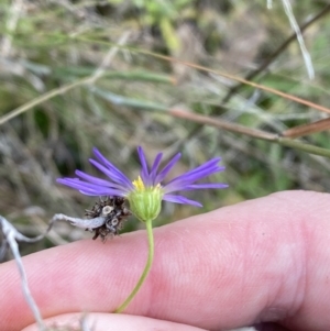 Brachyscome rigidula at Kowen, ACT - 6 Jul 2022