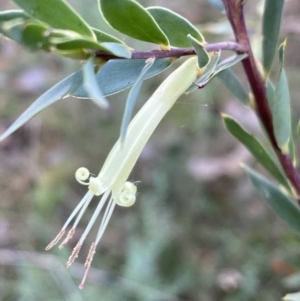 Styphelia triflora at Kowen, ACT - 6 Jul 2022