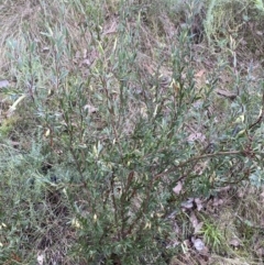 Styphelia triflora at Kowen, ACT - 6 Jul 2022