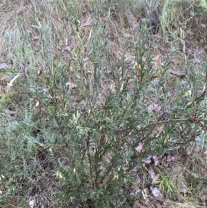 Styphelia triflora at Kowen, ACT - 6 Jul 2022