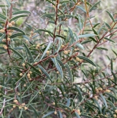 Acacia siculiformis (Dagger Wattle) at Kowen, ACT - 6 Jul 2022 by Steve_Bok