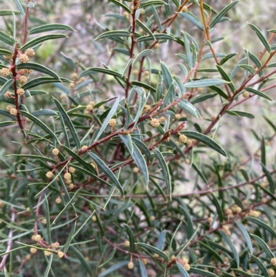 Acacia siculiformis (Dagger Wattle) at Kowen, ACT - 6 Jul 2022 by SteveBorkowskis