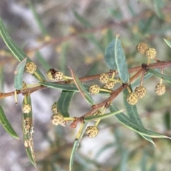 Acacia siculiformis at Kowen, ACT - 6 Jul 2022