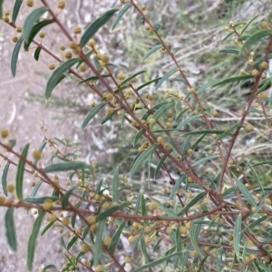 Acacia siculiformis at Kowen, ACT - 6 Jul 2022